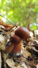 Rhodocollybia