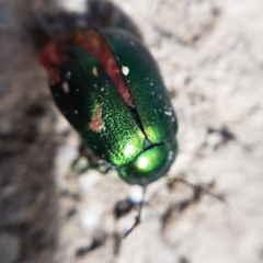 Chrysolinina