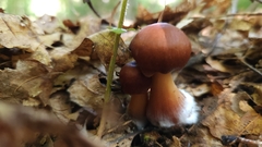 Rhodocollybia