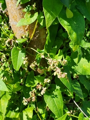 Fallopia convolvulus