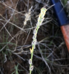 Pimelea trichostachya