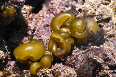 Leathesia marina