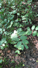Symphoricarpos orbiculatus