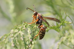 Polistes fuscatus