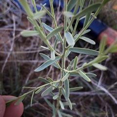 Pimelea trichostachya