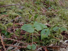Neottia cordata