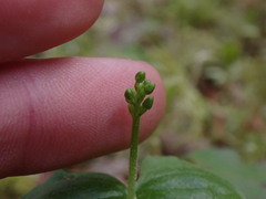 Neottia cordata