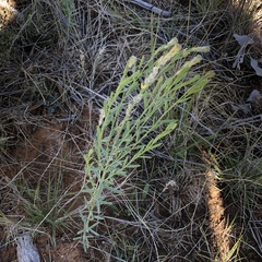 Pimelea trichostachya