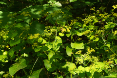Smyrnium perfoliatum