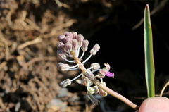 Ledebouria minima