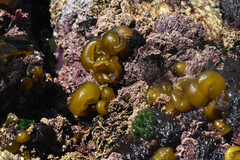 Leathesia marina
