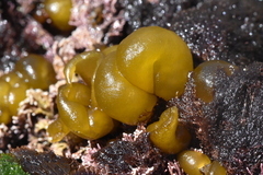 Leathesia marina