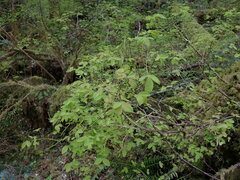 Vaccinium ovalifolium