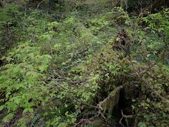 Vaccinium ovalifolium
