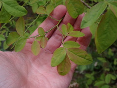 Vaccinium ovalifolium