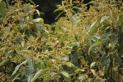 Empidonax fulvifrons