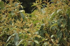 Empidonax fulvifrons