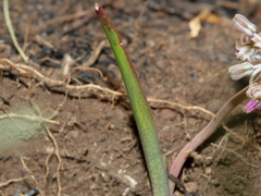 Ledebouria minima
