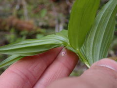 Streptopus lanceolatus
