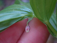 Streptopus lanceolatus