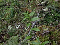 Streptopus lanceolatus