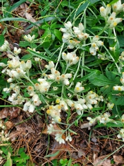 Pseudognaphalium obtusifolium