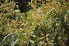 Empidonax fulvifrons