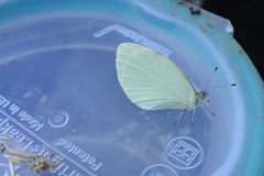 Pieris rapae image