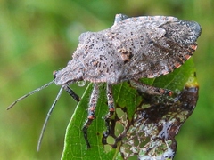 Brochymena quadripustulata