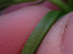 Streptopus lanceolatus