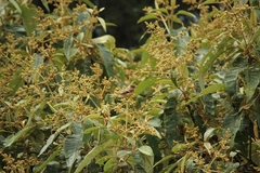 Empidonax fulvifrons