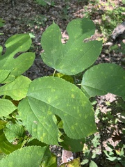 Morus rubra