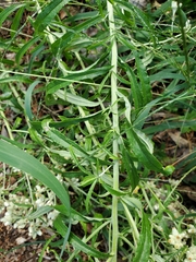 Pseudognaphalium obtusifolium