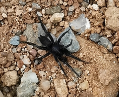 Zelotes