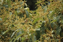 Empidonax fulvifrons