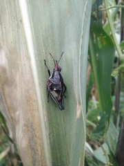 Sphenarium