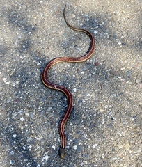 Thamnophis elegans terrestris
