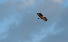 Buteogallus meridionalis