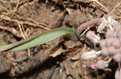 Ledebouria minima
