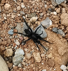 Zelotes
