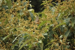 Empidonax fulvifrons