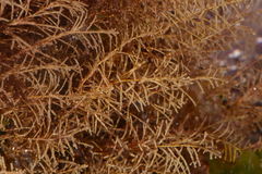Hydrozoa