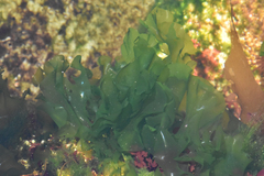 Ulva lactuca