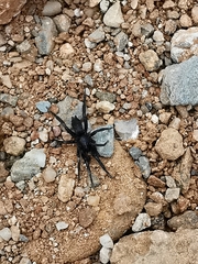 Zelotes