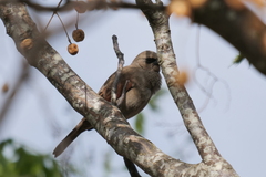 Agelaioides badius
