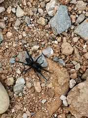 Zelotes
