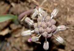 Ledebouria minima