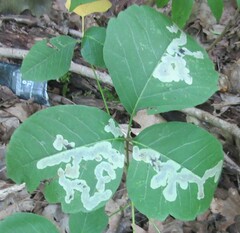 Cameraria guttifinitella
