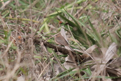 Coryphospingus cucullatus