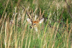 Blastocerus dichotomus